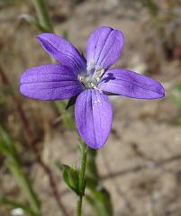 triodanis biflora venus looking glass